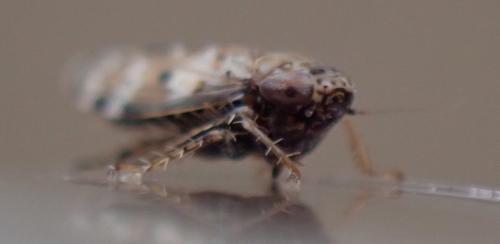 Sardius argus